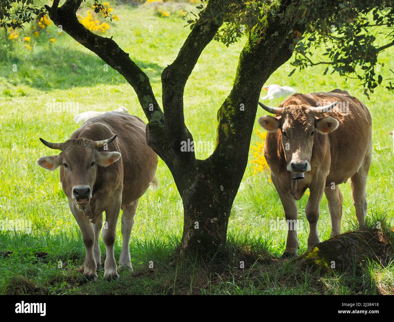 Cows. Santa EulÃ lia village countryside. Lluçanès region, Barcelona province, Catalonia, Spain. Stock Photo