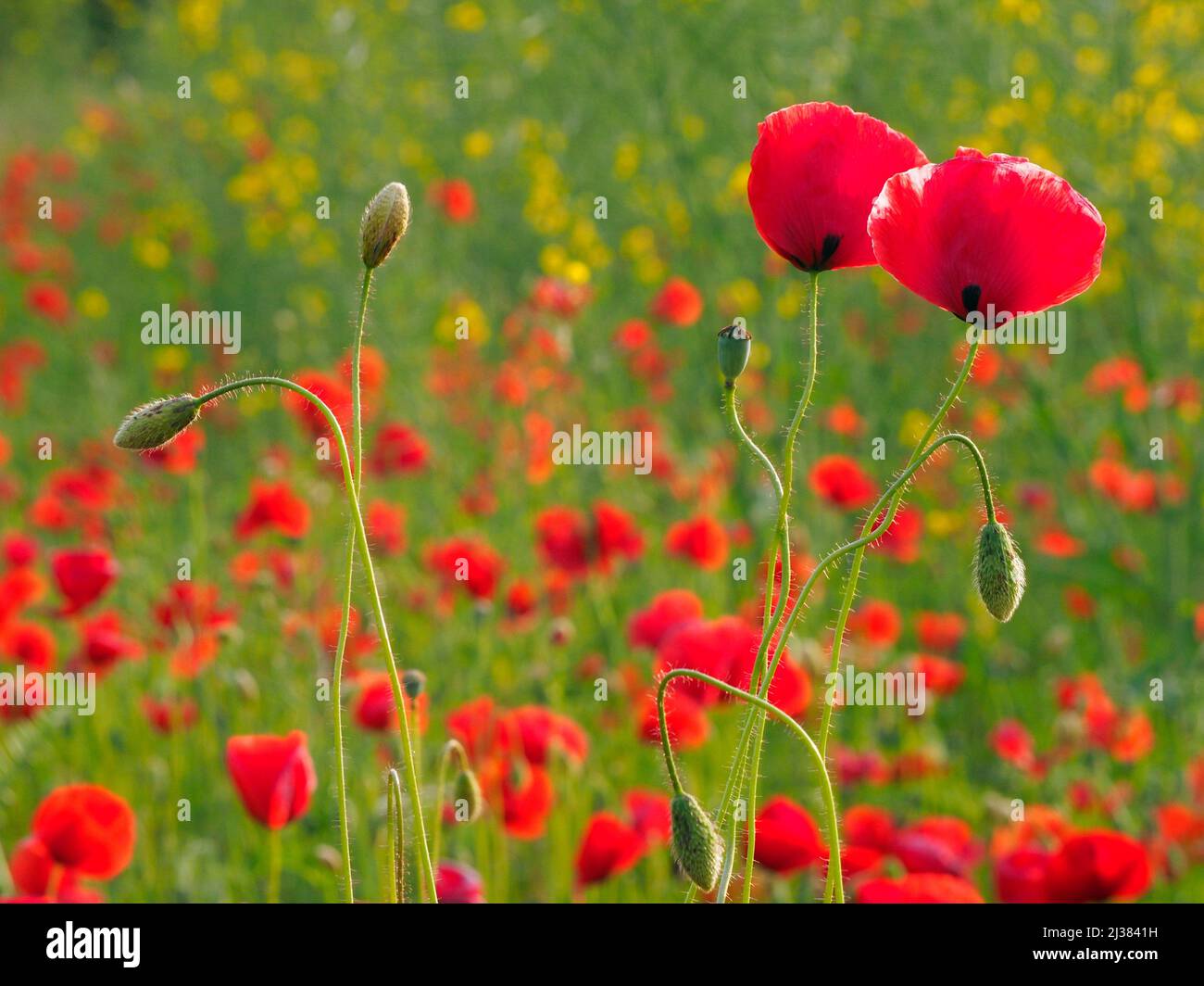 Poppies field. Taradell village countryside. Osona region, Barcelona province, Catalonia, Spain. Stock Photo