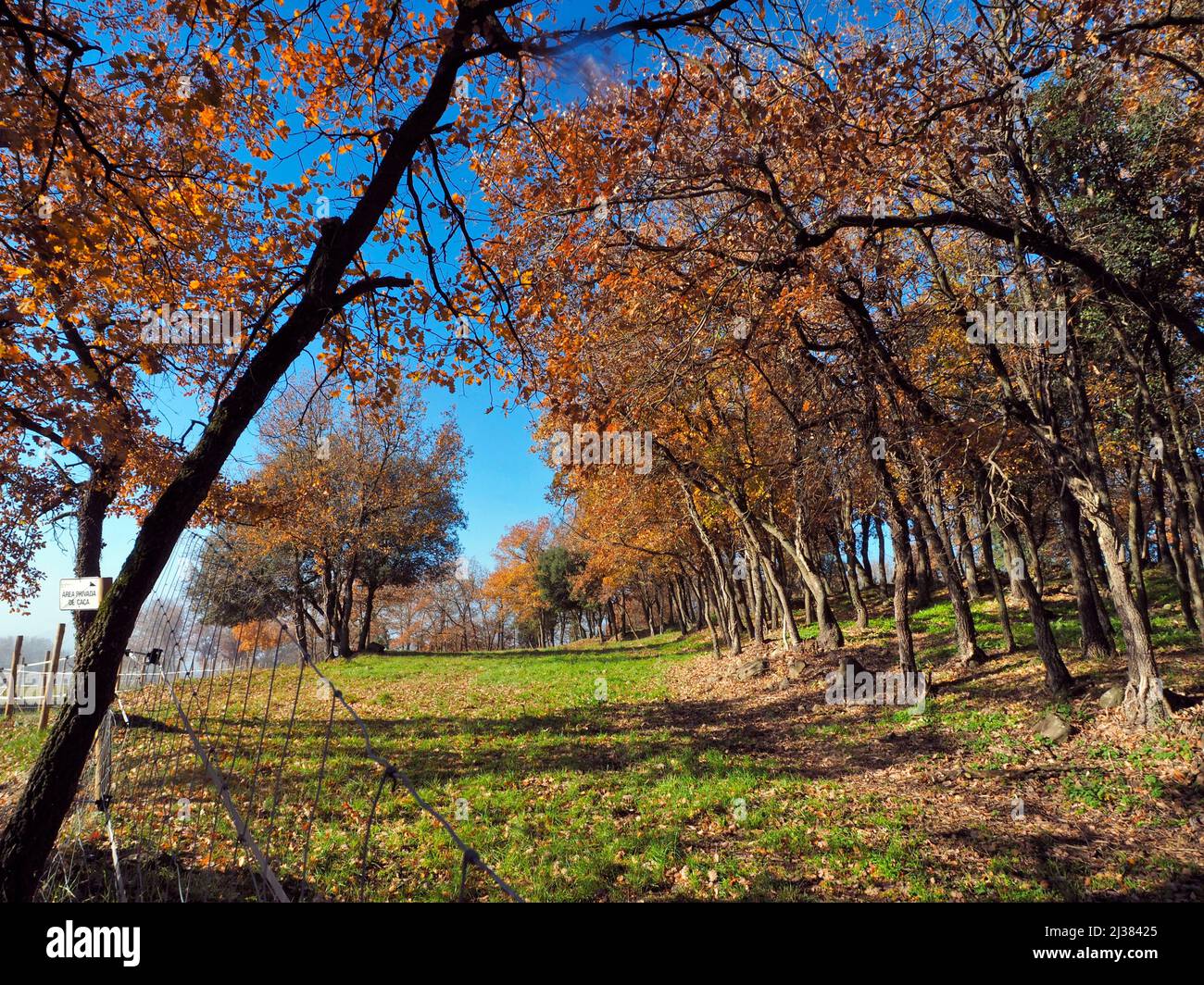 Oak tree forest in autumn and pasture. Sant Bartomeu de Grau village countryside. Lluçanès region, Barcelona province, Catalonia, Spain. Stock Photo