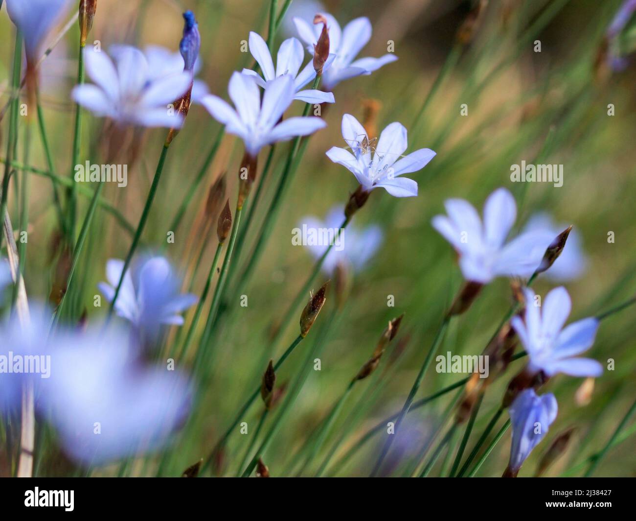 Cricket on wild blue flowers. Lluça  village countryside. Lluçanès region, Barcelona province, Catalonia, Spain. Stock Photo