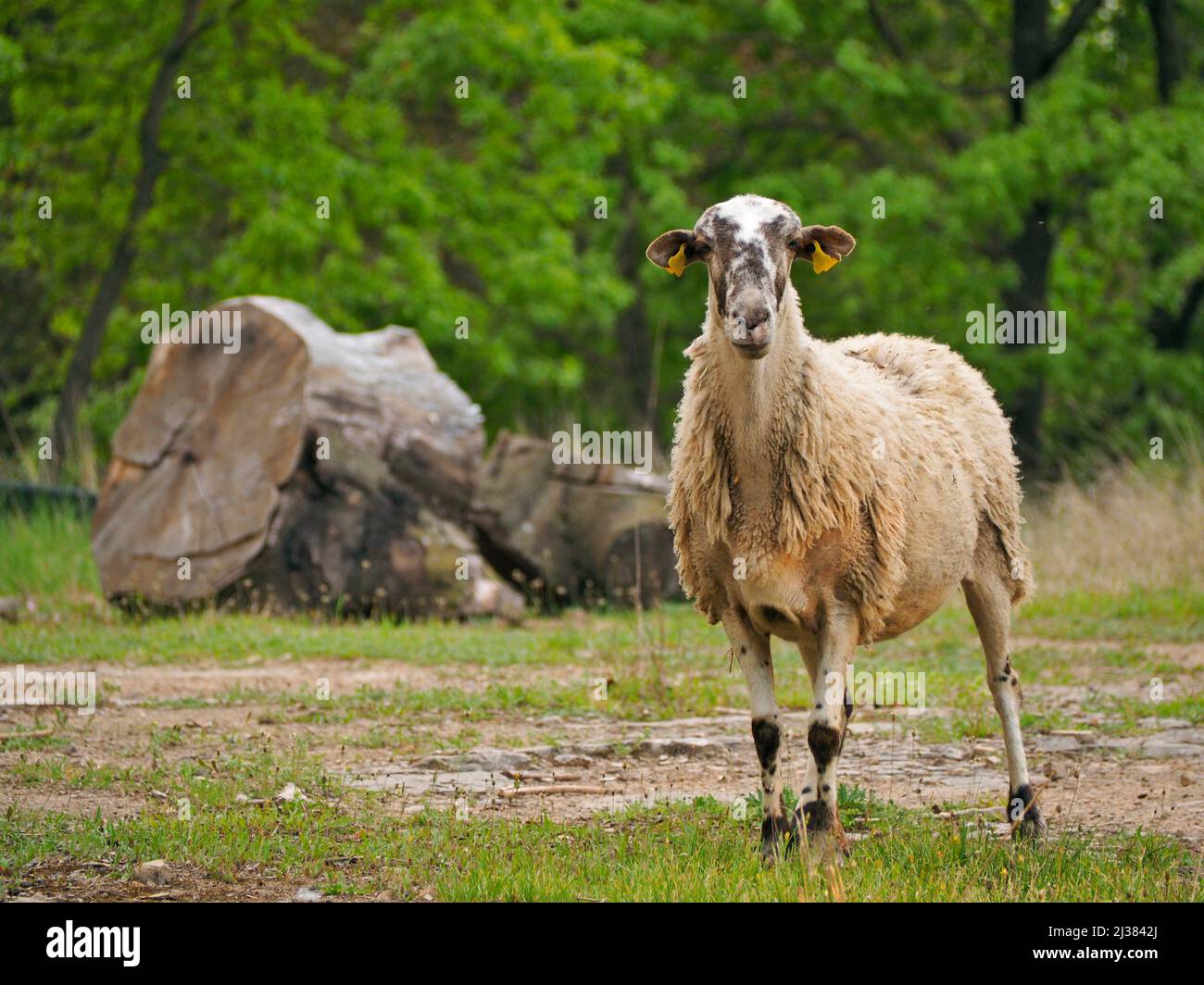 Sheep. Santa EulÃ lia village countryside. Lluçanès region, Barcelona province, Catalonia, Spain. Stock Photo