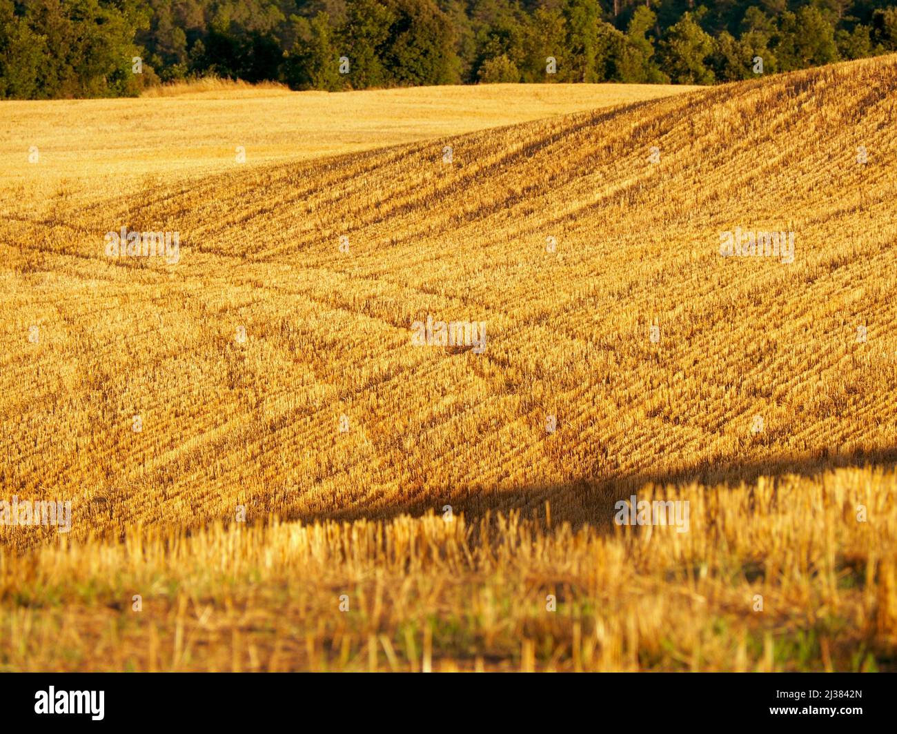 Sown barley field. Summer time at Sant Martí d 'Albars village countryside. Lluçanès region, Barcelona province, Catalonia, Spain. Stock Photo