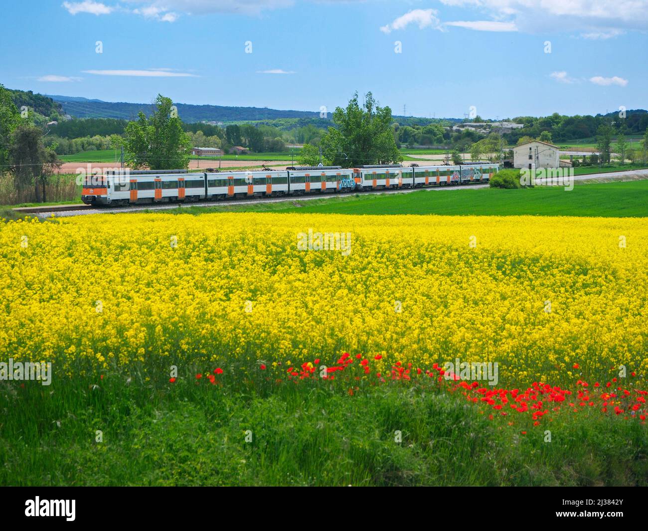 Regional train passing by colza plantation. Taradell village countryside. Osona region, Barcelona province, Catalonia, Spain. Stock Photo