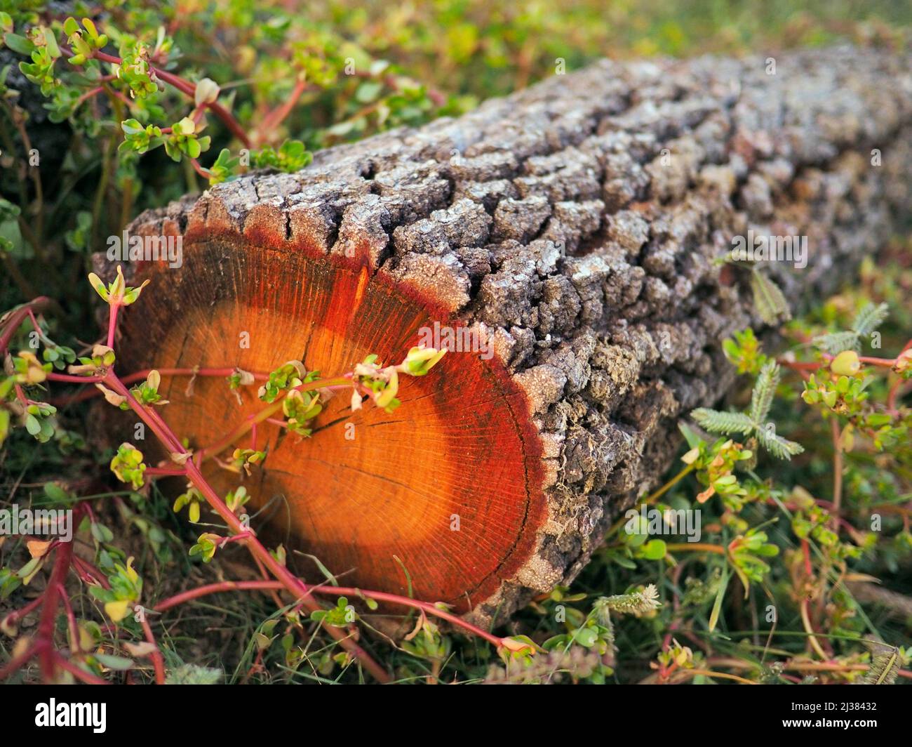 Holm Oak trunk. Santa EulÃ lia village countryside. Lluçanès region, Barcelona province, Catalonia, Spain. Stock Photo