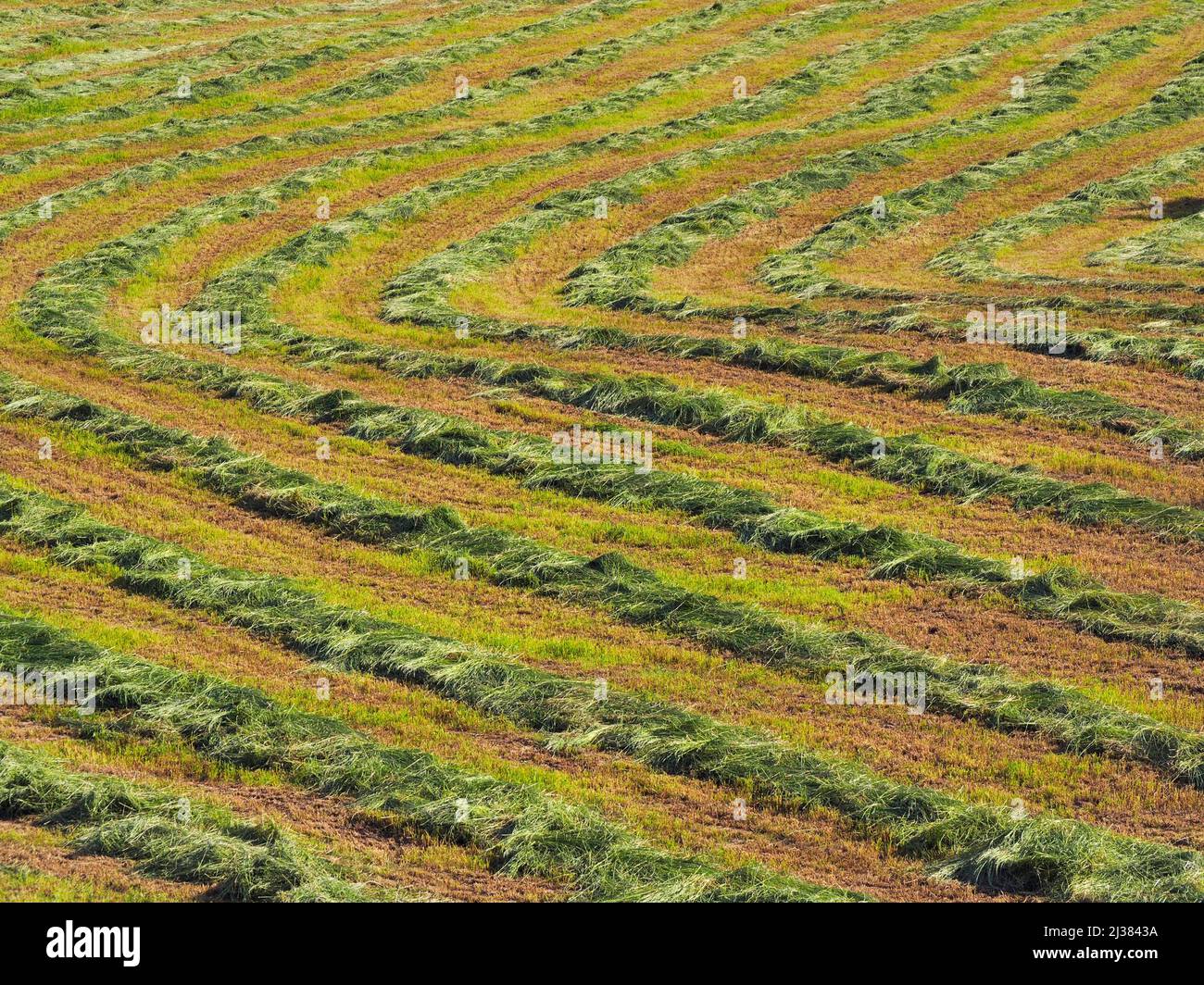 Sown hay. Lluça village countryside. Lluçanès region, Barcelona province, Catalonia, Spain. Stock Photo