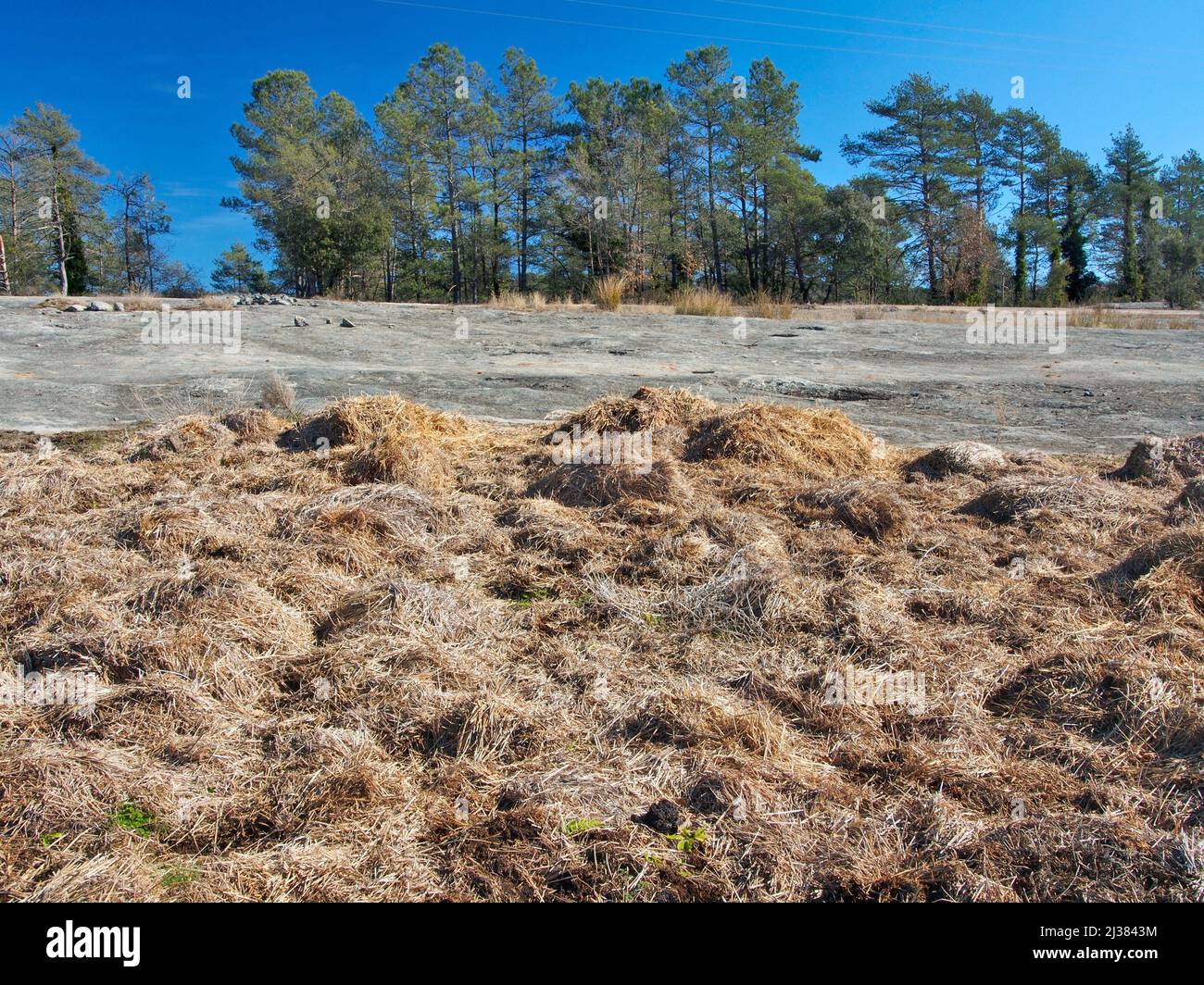 Dry grass. Lluça village countryside. Lluçanès region, Barcelona province, Catalonia, Spain. Stock Photo