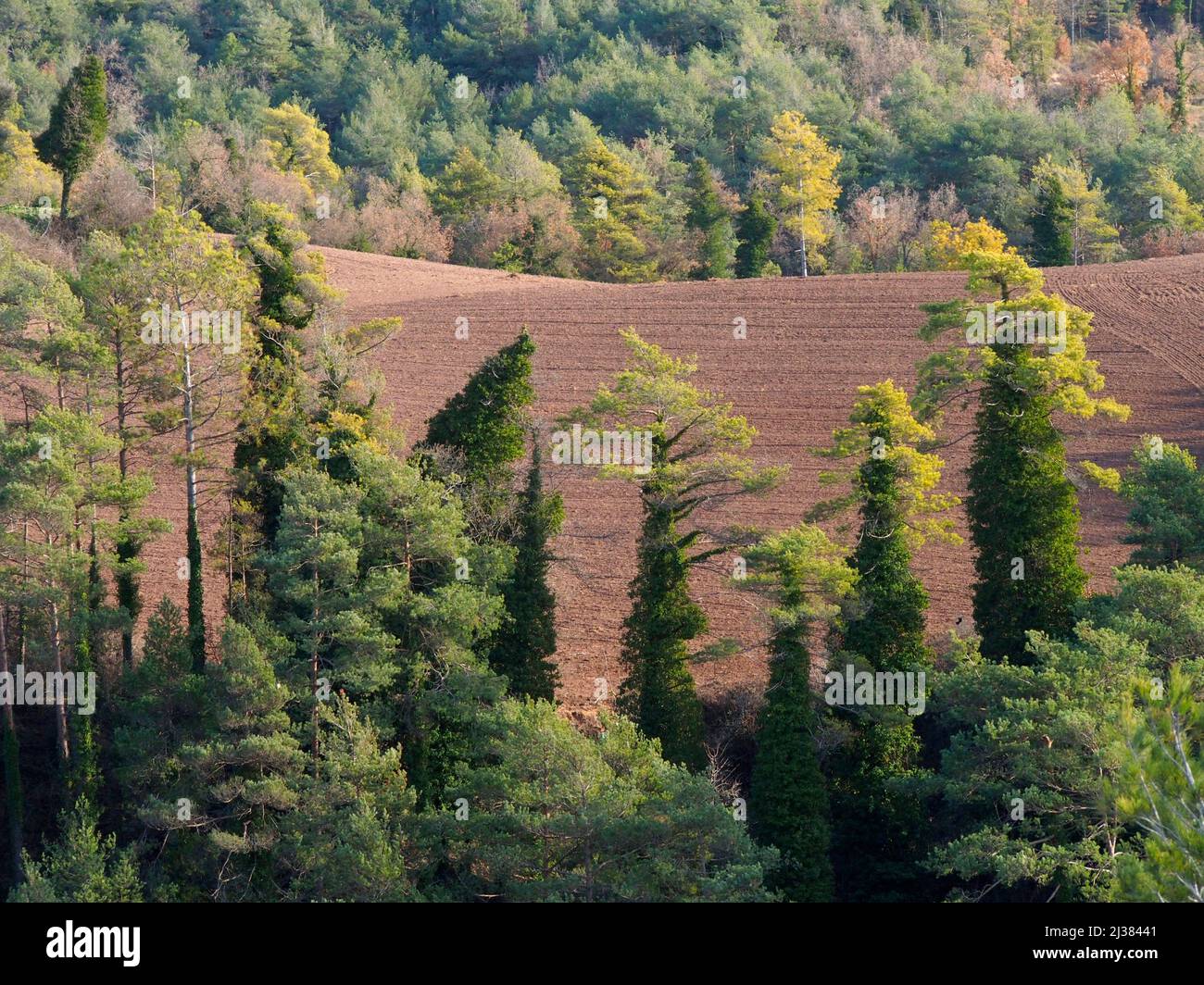 Ploughed fields and Pine trees covered by Common Ivy (Hedera helix). Olost village countryside. Lluçanès region, Barcelona province, Catalonia, Spain. Stock Photo