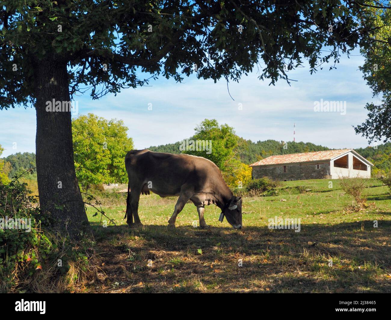 Grazing cow. Alpens village countryside. Lluçanès region, Barcelona province, Catalonia, Spain. Stock Photo