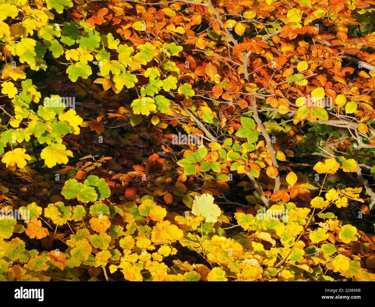Autumn Maple tree leaves (Acer opalus granatense) and Beach trees leaves (Fagus sylvatica). Alpens village countryside. Lluçanès region, Barcelona Stock Photo