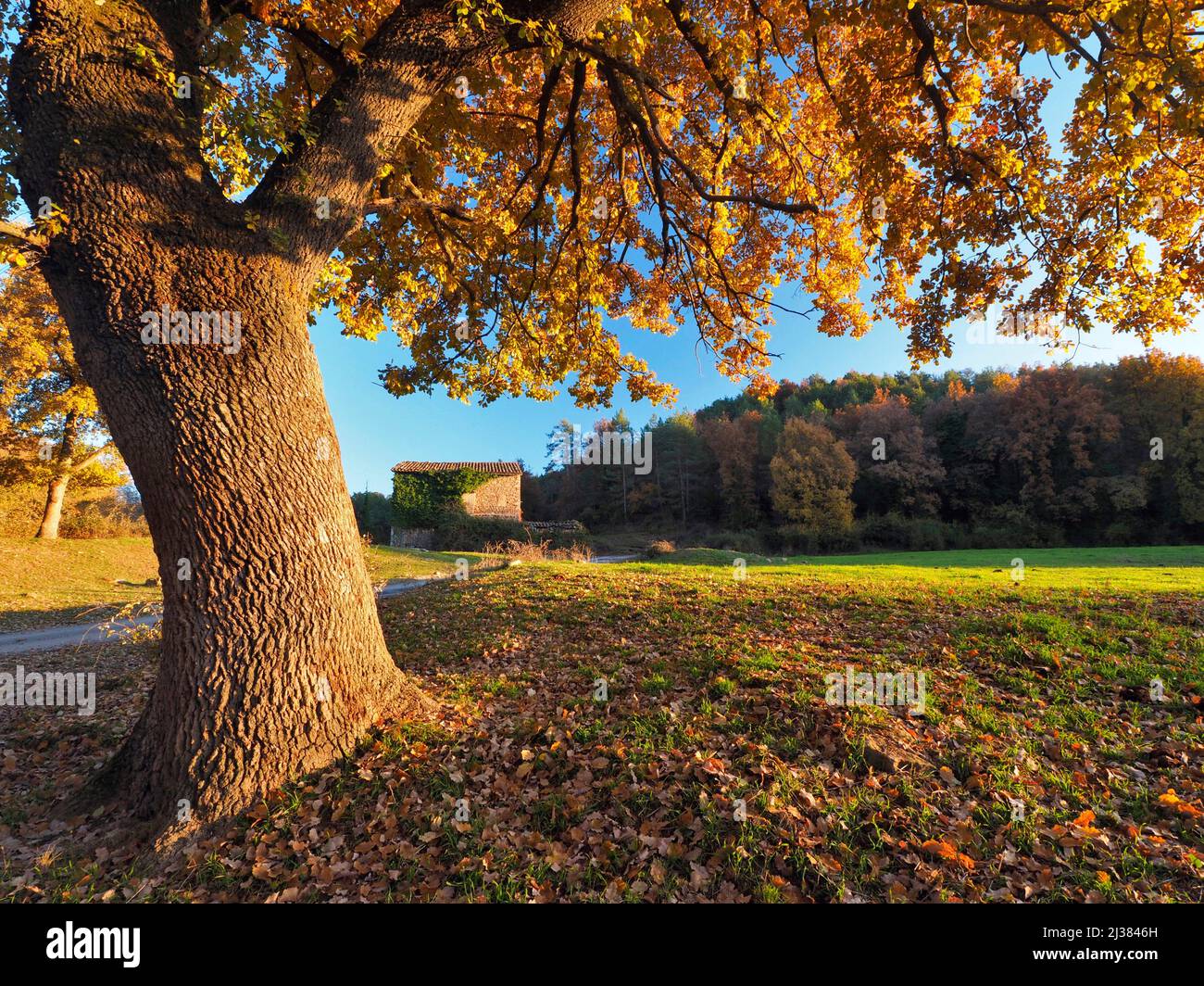Autumn Oak tree (Quercus) and farmhouse with green pasture. Perafita village countryside. Lluçanès region, Barcelona province, Catalonia, Spain. Stock Photo