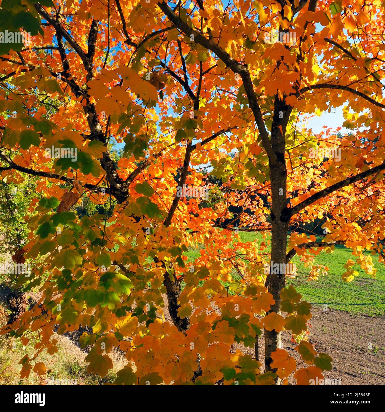 Maple tree (Acer opalus granatense) with autumn colours. Lluçanès region, Barcelona province, Catalonia, Spain. Stock Photo