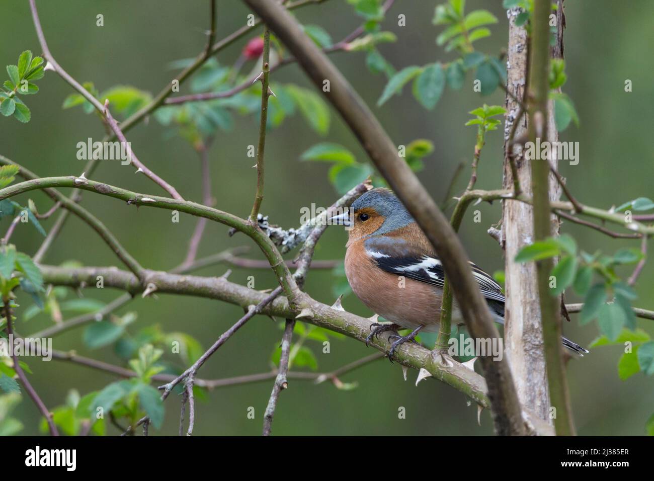 Chaffinch male (Fringilla coelebs) spring plumage reddish pink face and underparts blue crown chestnut back white shoulder patch and wing bar in tree Stock Photo