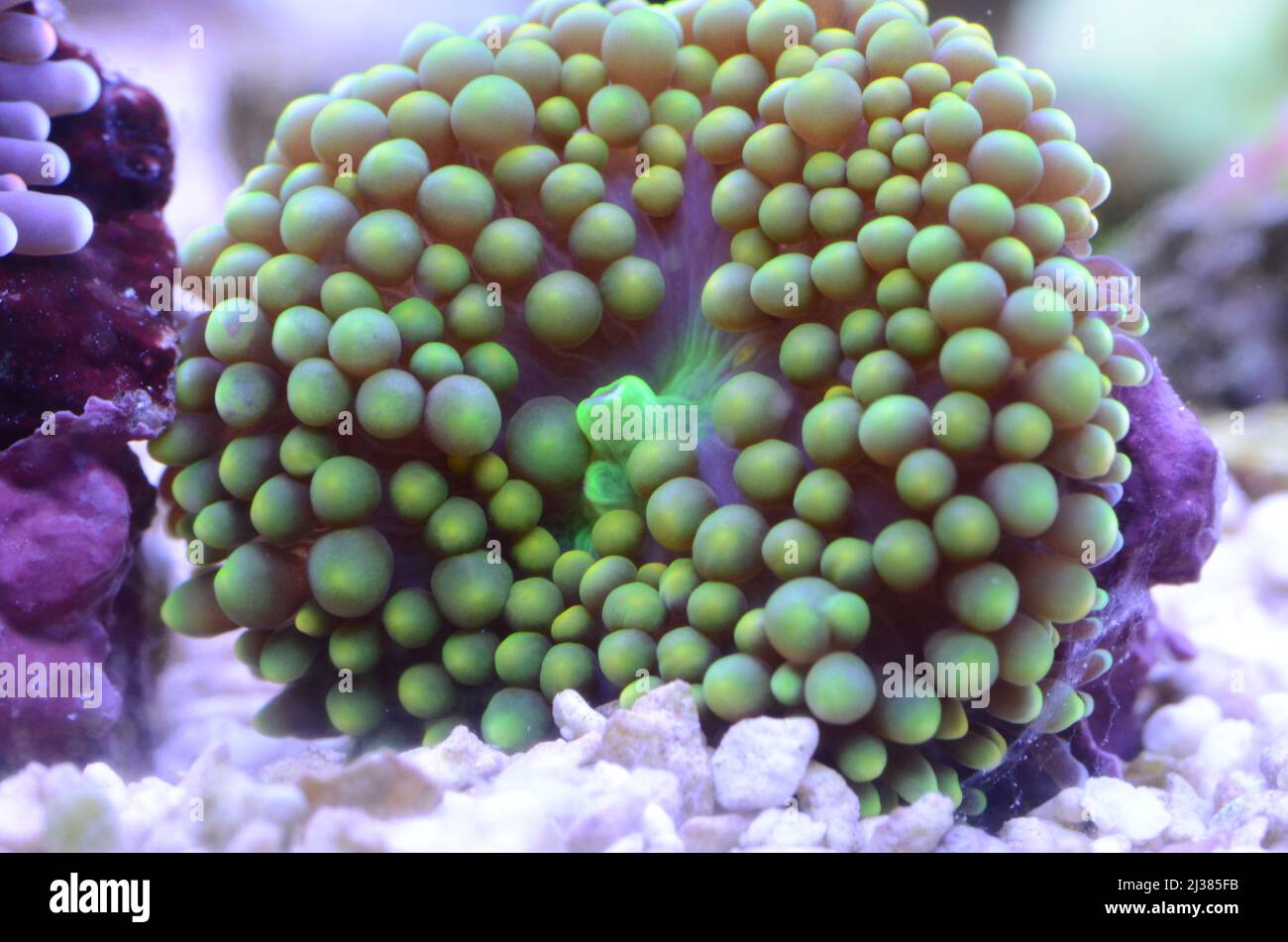 Ricordea Florida Mushroom. Soft coral from Florida cost. Photos taken from saltwater reef tank Stock Photo