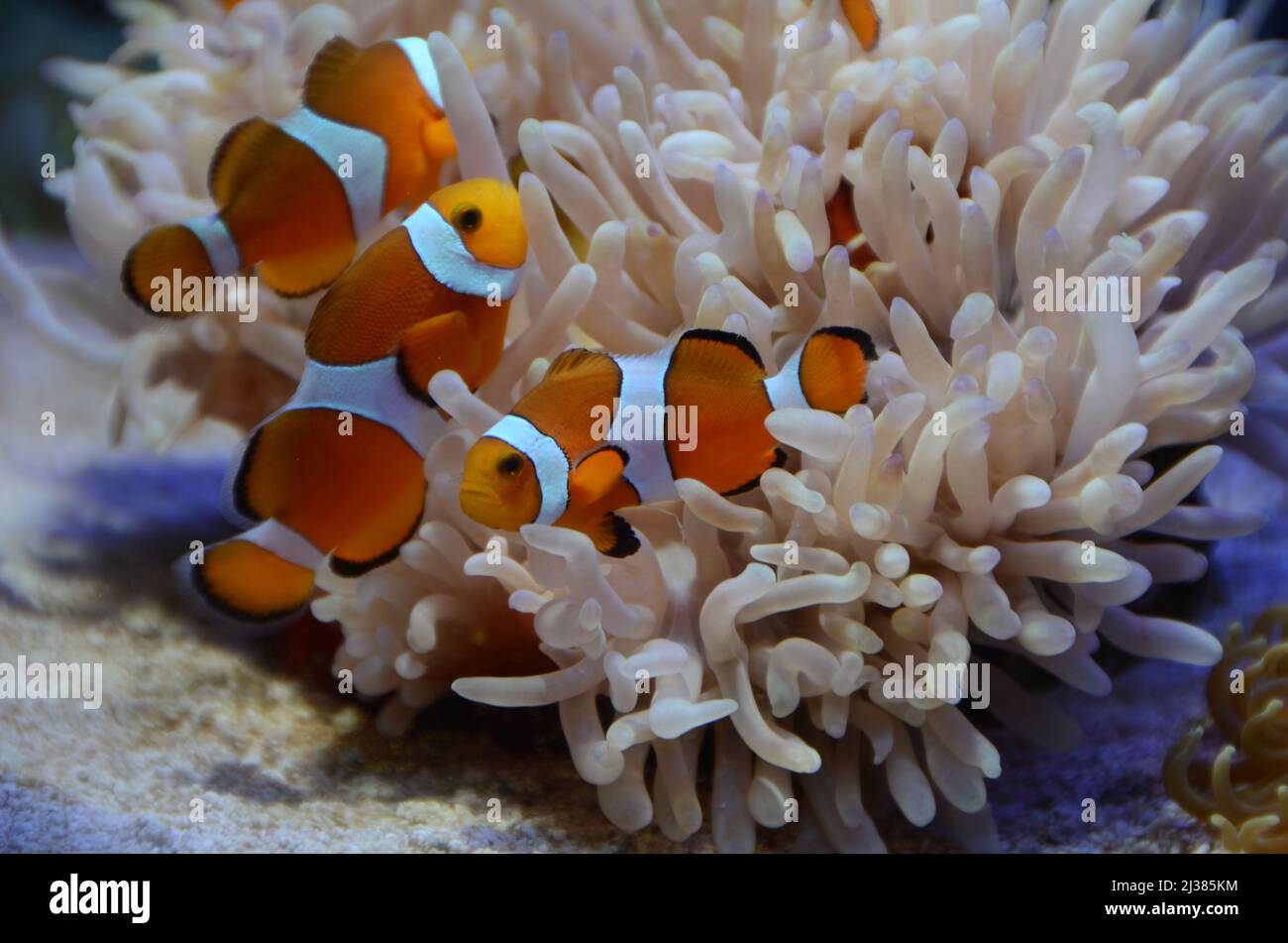 Salt water animals in saltwater reef aquarium with artificial lights Stock Photo