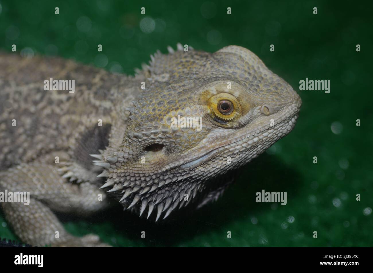 Bearded Dragon in aquarium with natural setup Stock Photo Alamy