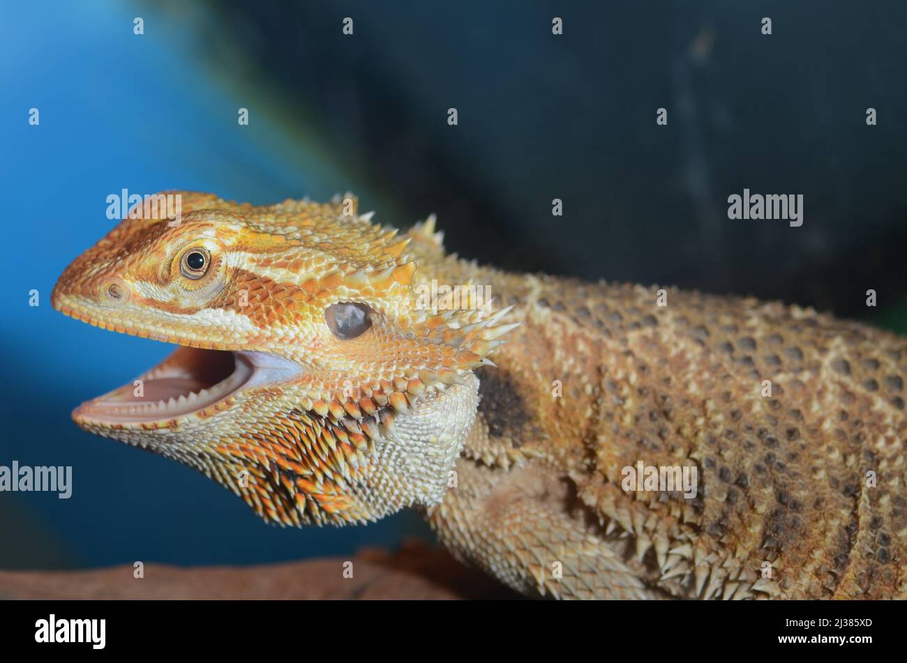Bearded Dragon in aquarium with natural setup Stock Photo Alamy