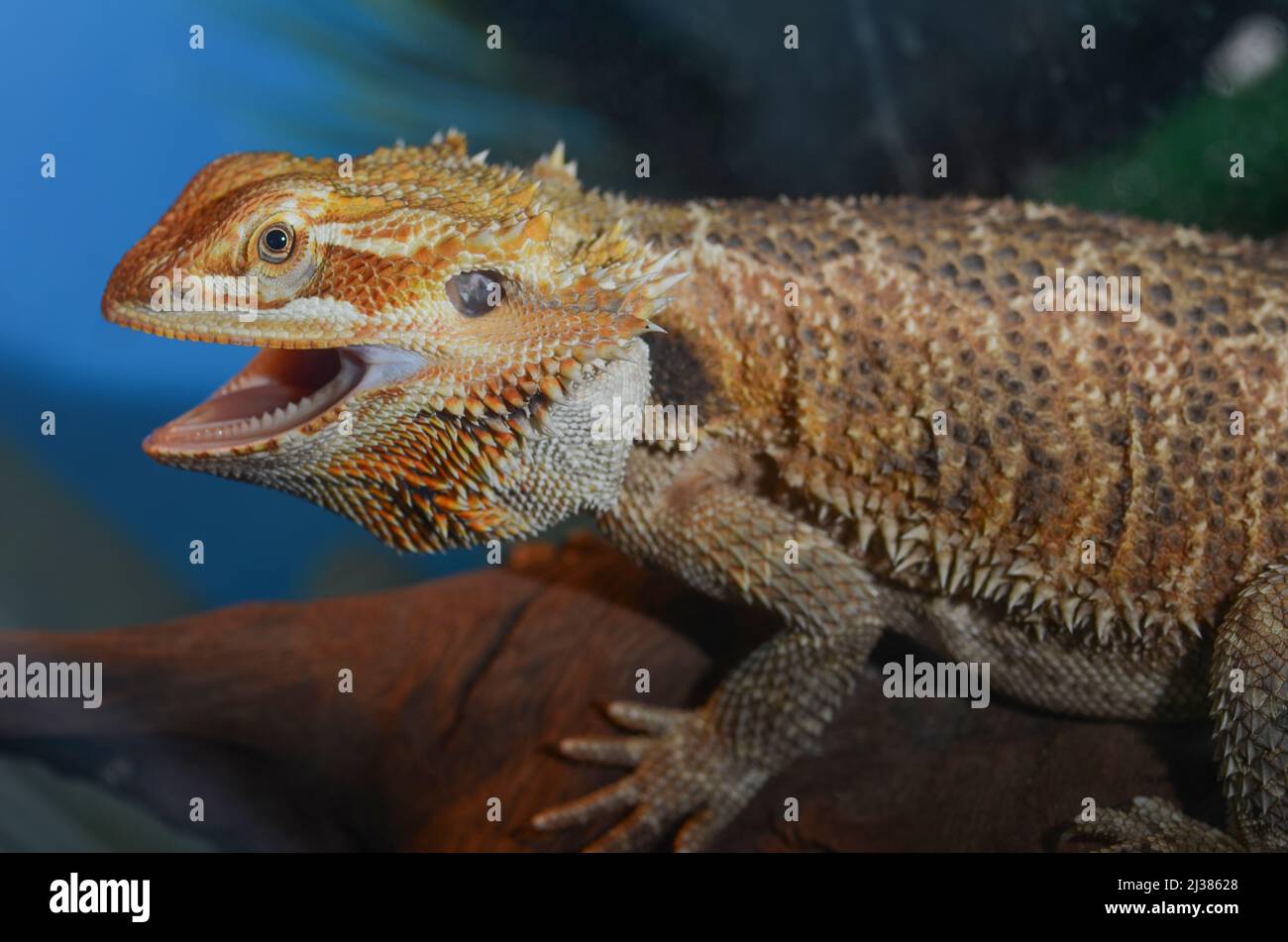 Bearded Dragon in aquarium with natural setup Stock Photo Alamy