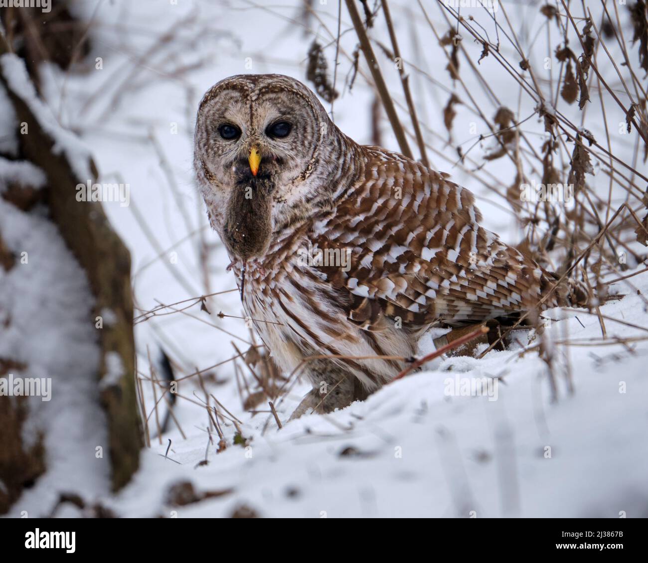 Barred Owl, Strix varia, on snowy ground with a vole in its bloody beak after it caught it. Stock Photo