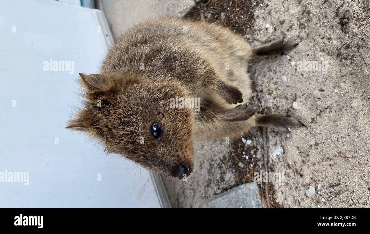 A vertical closeup of a quokka or shorttailed scrub wallaby (Setonix