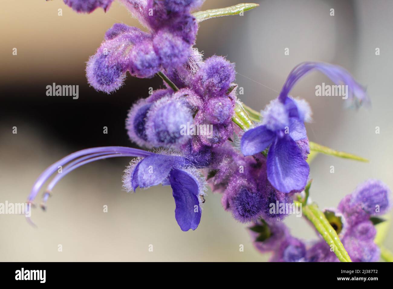 A closeup of purple wooly blue curl flowers on a blurry background Stock Photo