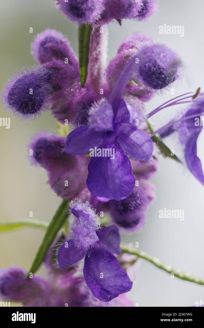 A vertical closeup of purple wooly blue curl flowers on a blurry background Stock Photo