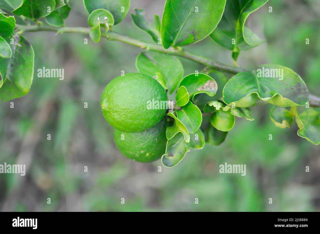 lime, lime plant or lemon or lemon tree or lemon farm Stock Photo Alamy