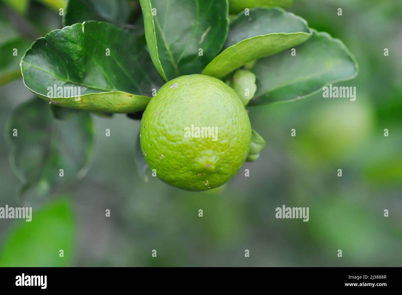 lime, lime plant or lemon or lemon tree or lemon farm Stock Photo Alamy