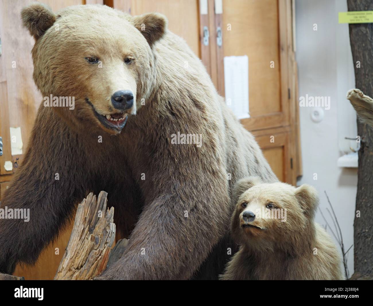 Brown bear. Exposition of the Zoological Museum. A bear with a cub. Stock Photo
