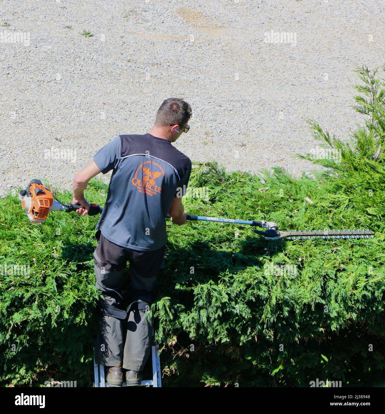Man cutting a tall hedge of fir trees with a Stihl petrol powered long