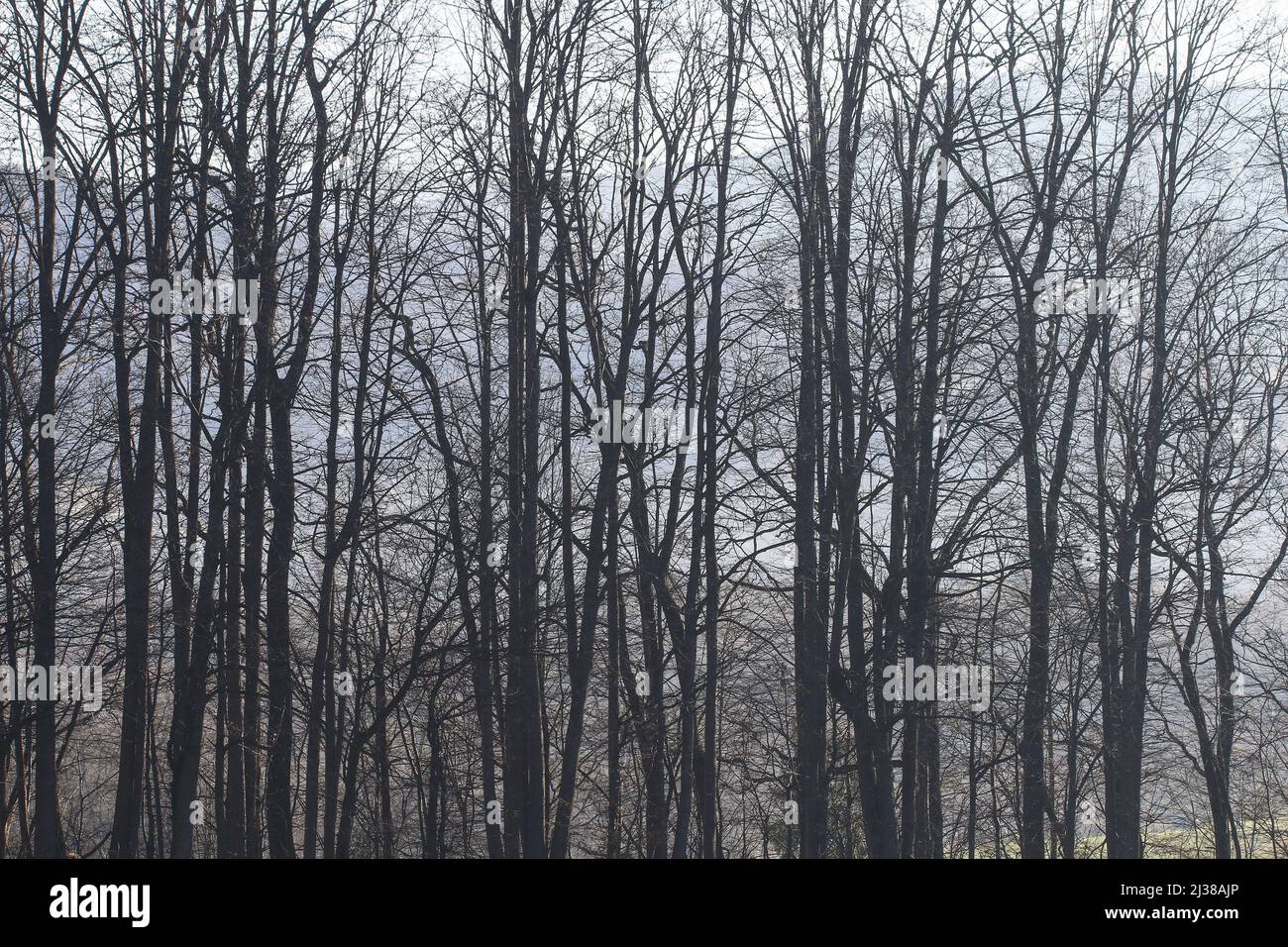 Trees on an alley shrouded in fog. Autumn landscape Stock Photo - Alamy