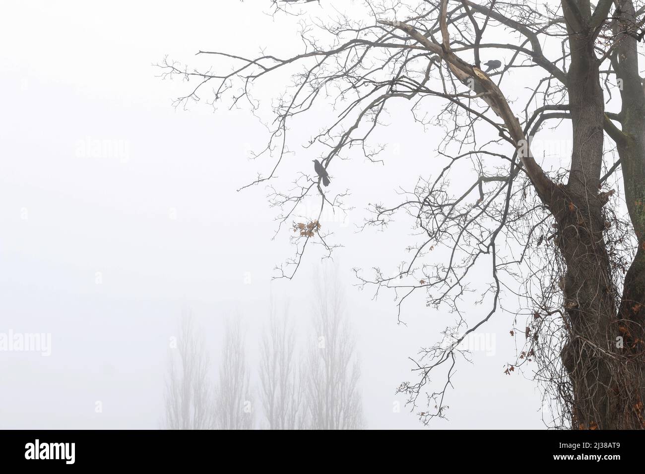 Trees on an alley shrouded in fog. Autumn landscape Stock Photo - Alamy
