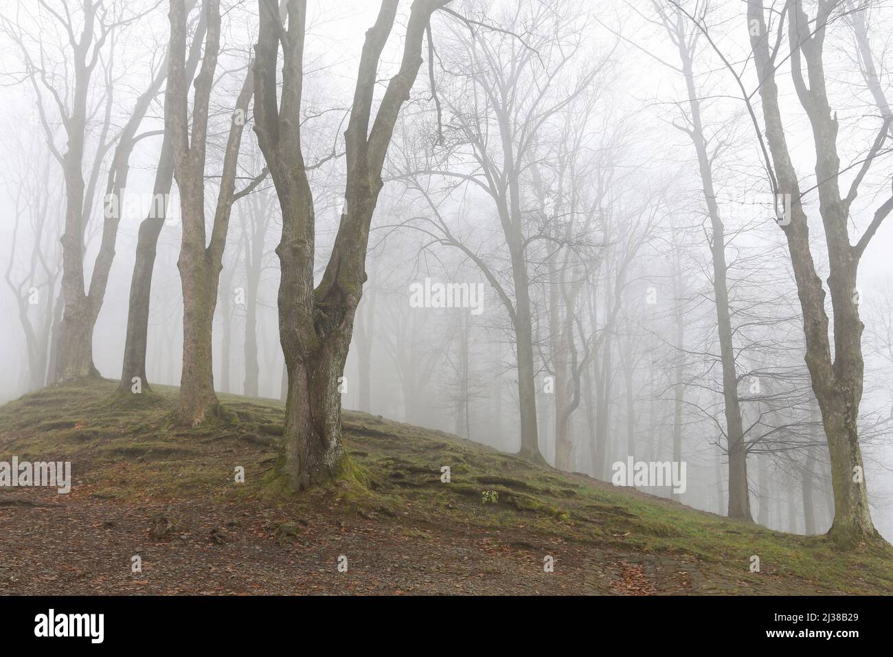 Trees on an alley shrouded in fog. Autumn landscape Stock Photo - Alamy
