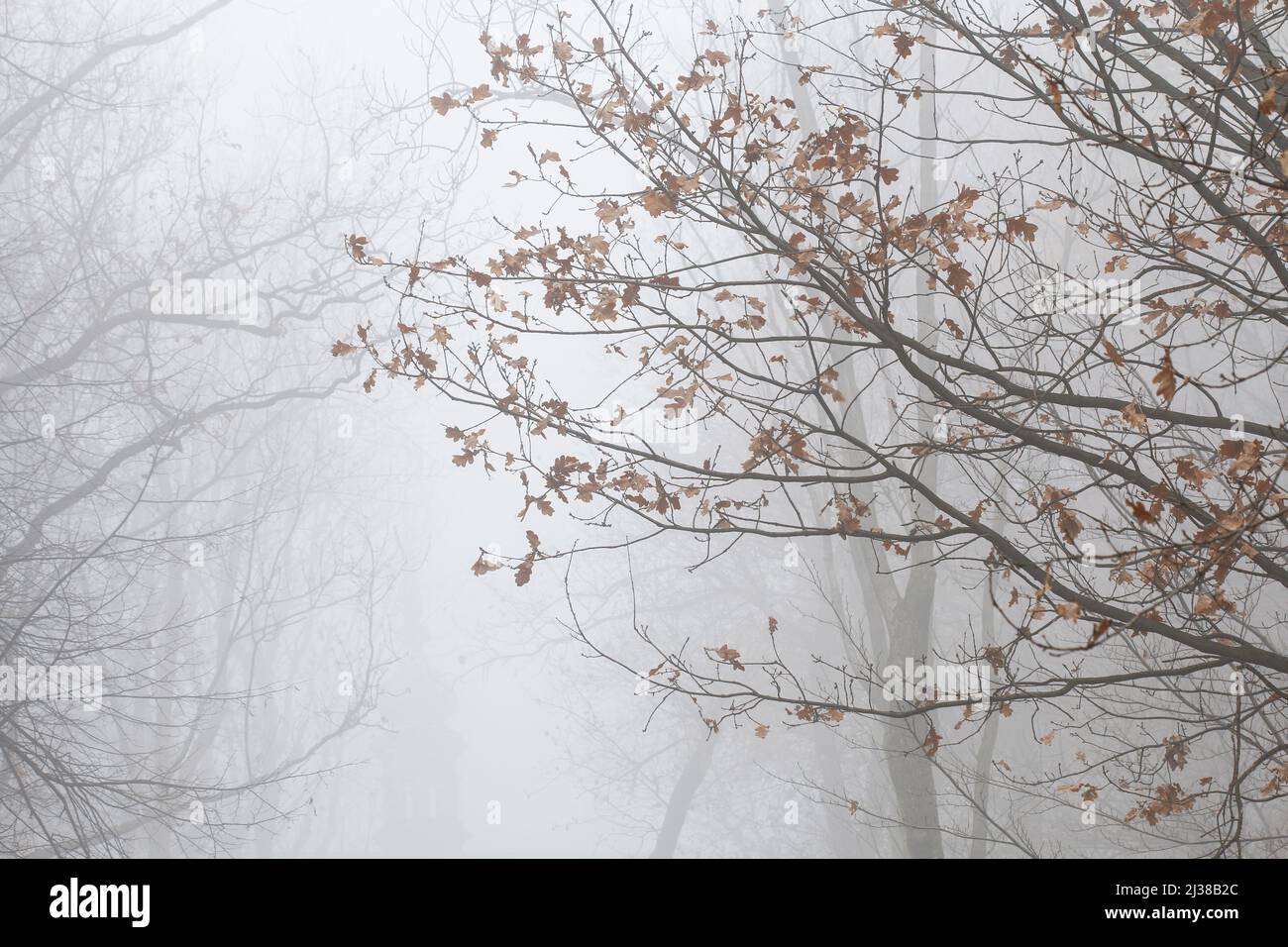 Trees on an alley shrouded in fog. Autumn landscape Stock Photo - Alamy