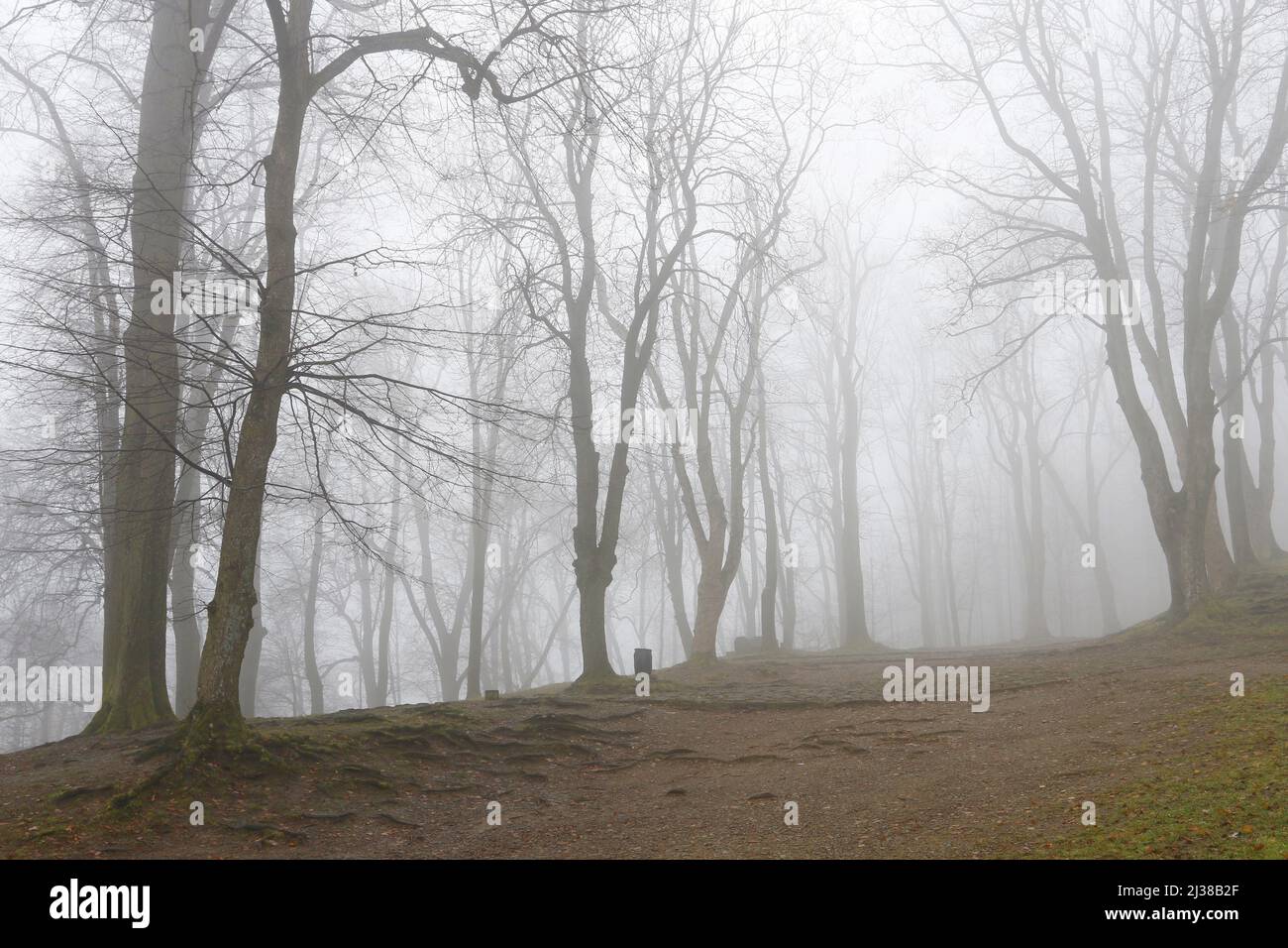 Trees on an alley shrouded in fog. Autumn landscape Stock Photo - Alamy