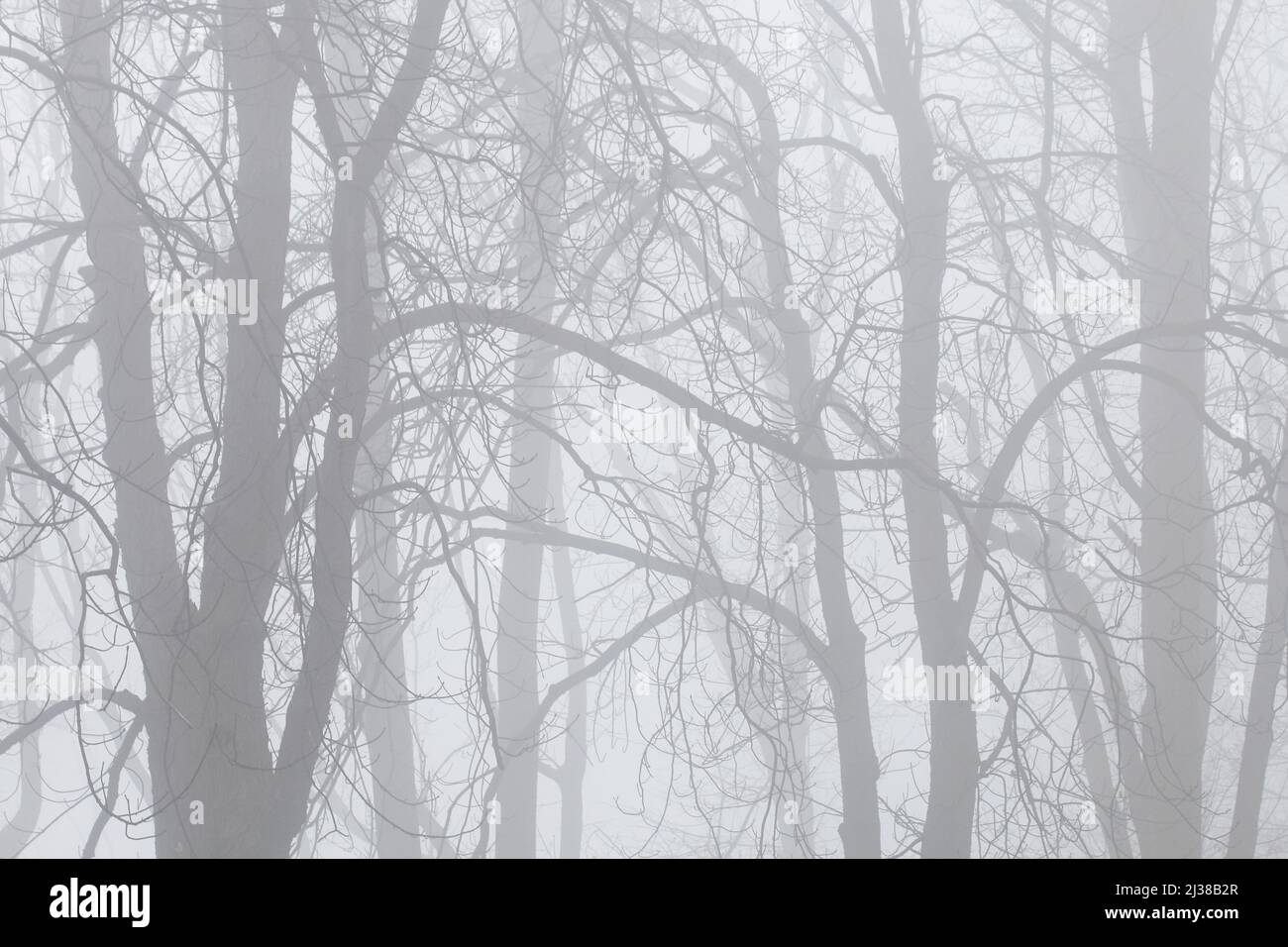 Trees on an alley shrouded in fog. Autumn landscape Stock Photo - Alamy