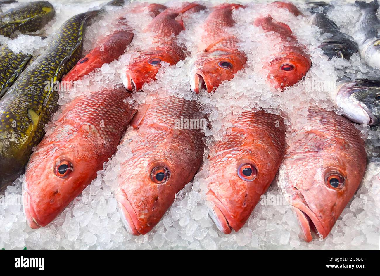 Kinmedai (golden eye snapper) on Fish Auction in Yaidu, Japan Stock Photo -  Alamy