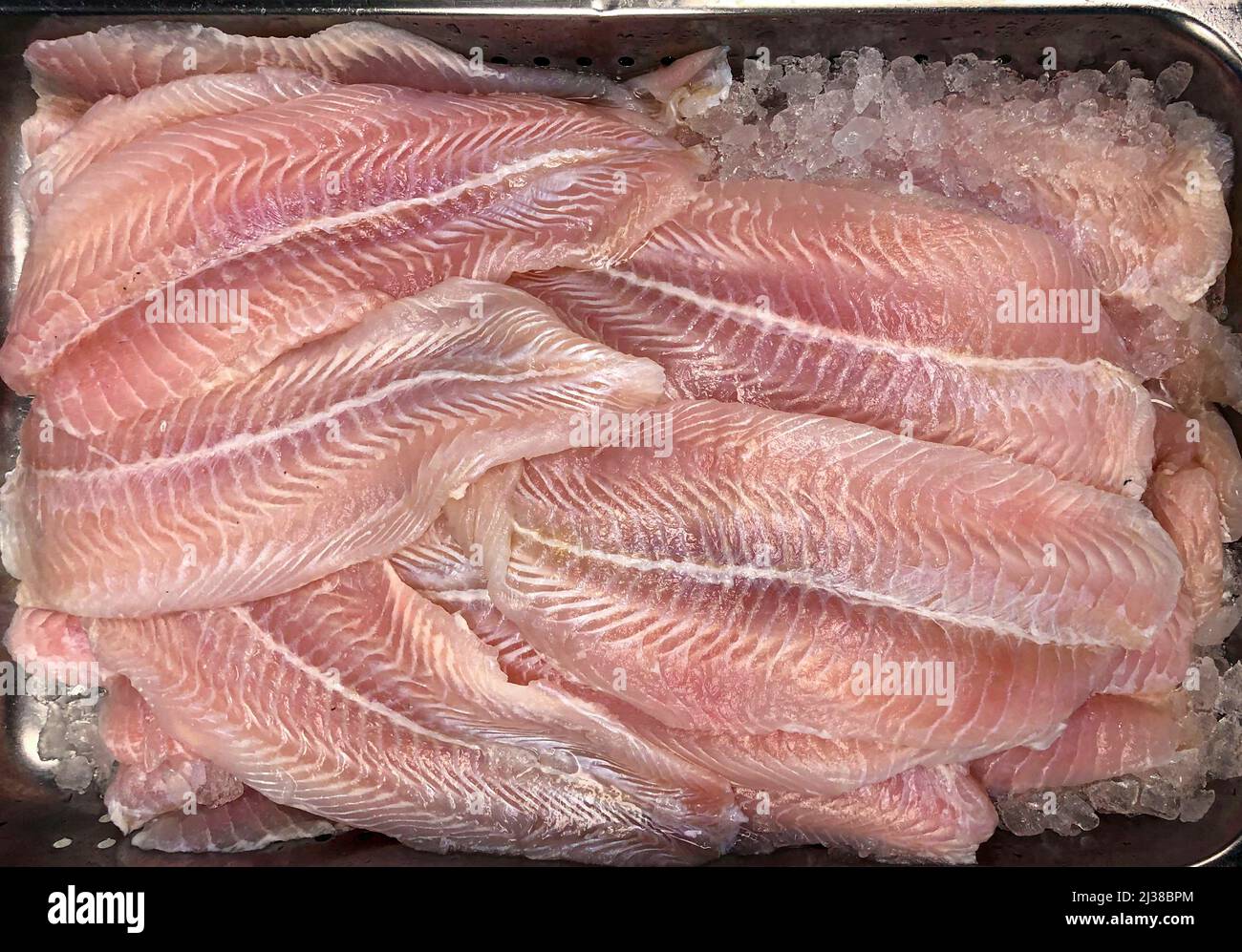 Corvina De Roca Supermercado Fresh Fish