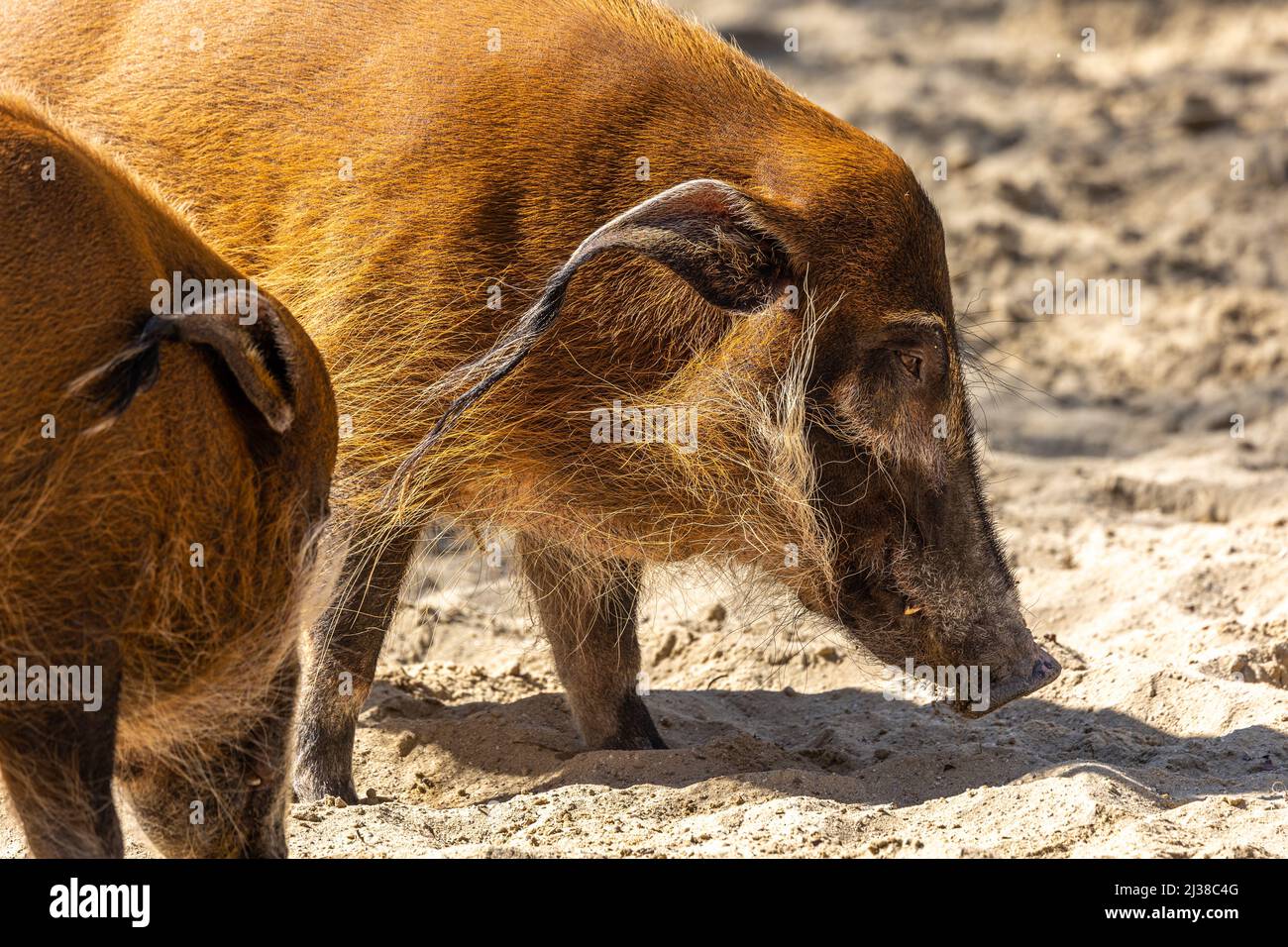 Red river hog, Potamochoerus porcus, also known as the bush pig. This