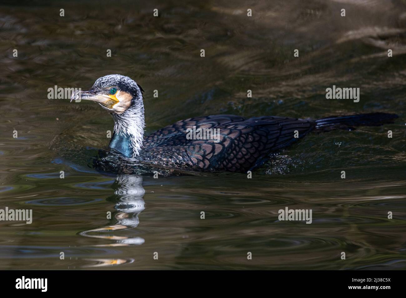 The great cormorant, Phalacrocorax carbo known as the great black
