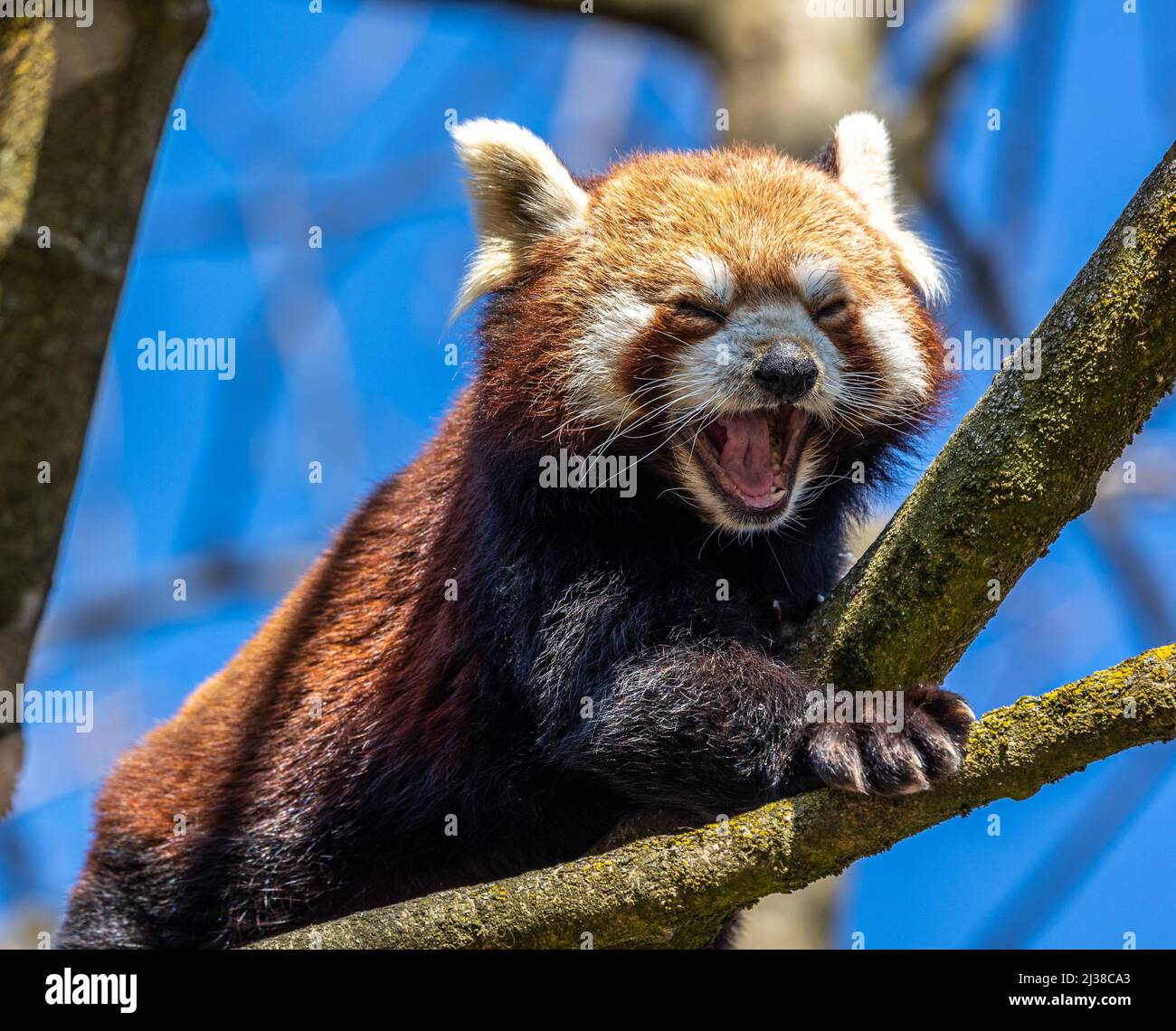 The red panda, Ailurus fulgens, also called the lesser panda and the