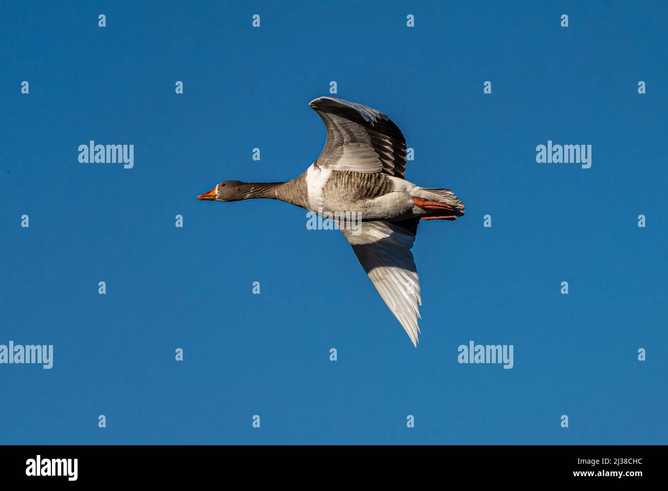 The greylag goose, Anser anser is a species of large goose in the