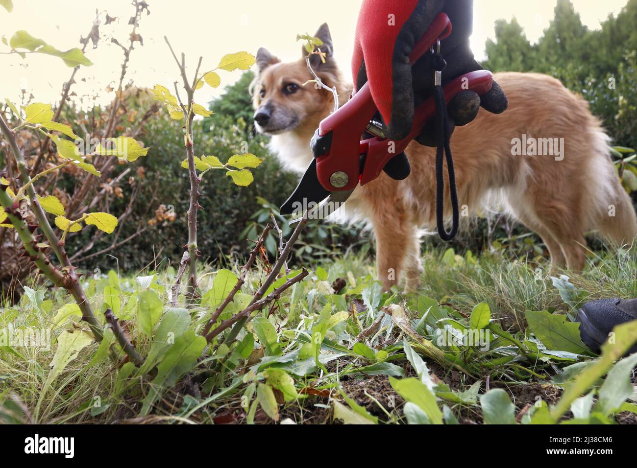 The gardener shows how to properly trim rose bushes before winter