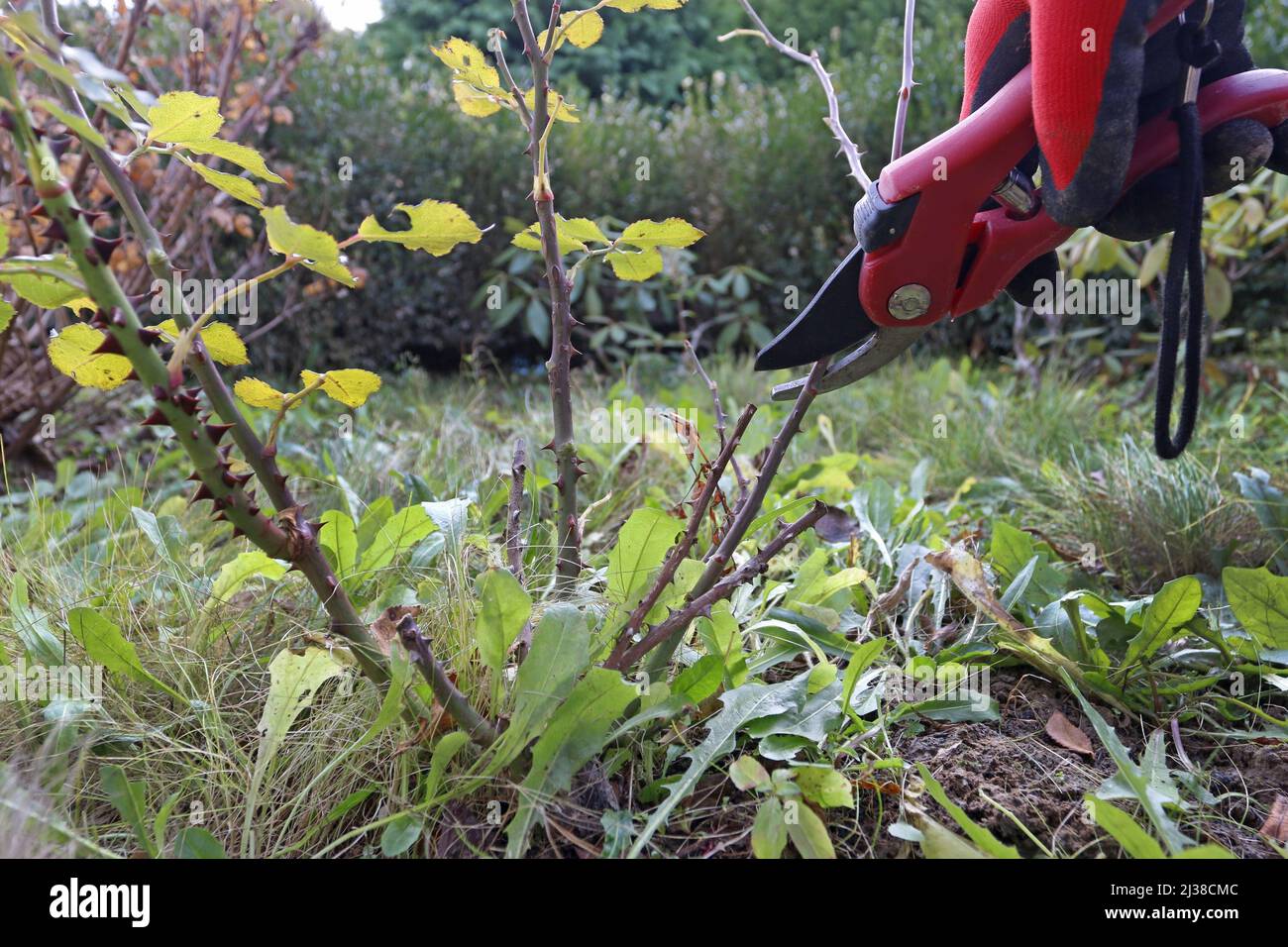 The gardener shows how to properly trim rose bushes before winter