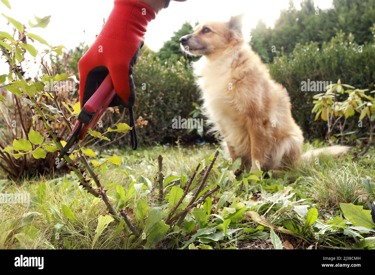 The gardener shows how to properly trim rose bushes before winter