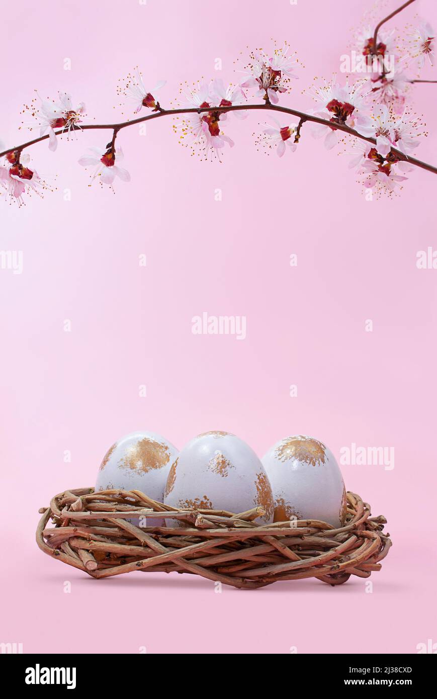 Branch of cherry, apricot, sakura with eggs painted white and gold in ...