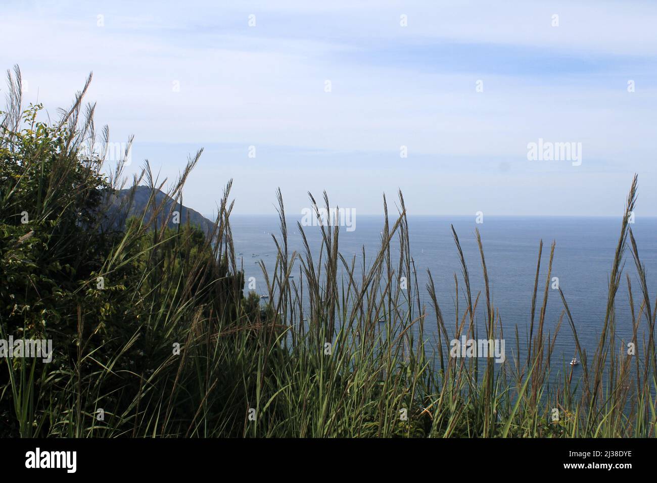 The horizon of the infinite sea behind the grass and the ears in the south of Italy Stock Photo