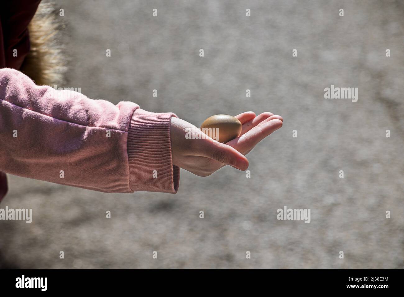 A girl holds out a hand to show a Pheasants egg, Stock Photo