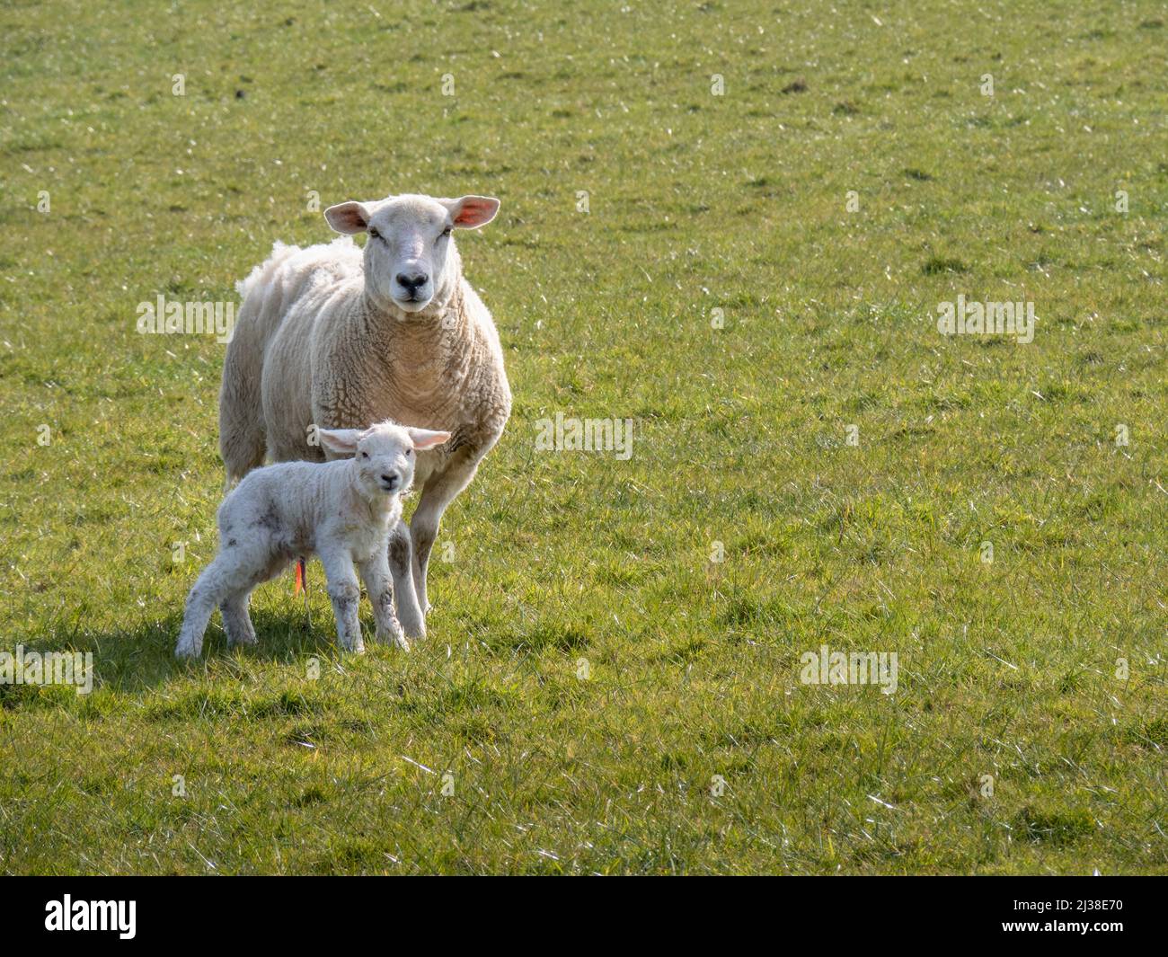 An Easycare breed ewe and her newborn lamb. With copyspace. Stock Photo