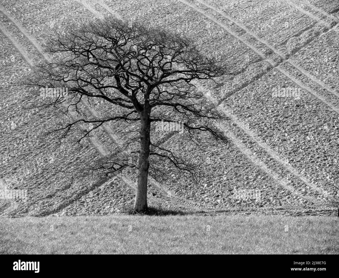 Wintry scene, leafless tree against pattern of ploughed hillside, UK. Stock Photo