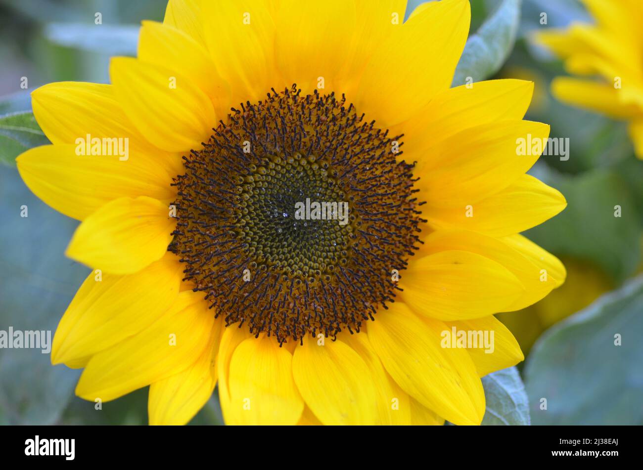 Sunflower farms hi-res stock photography and images - Alamy
